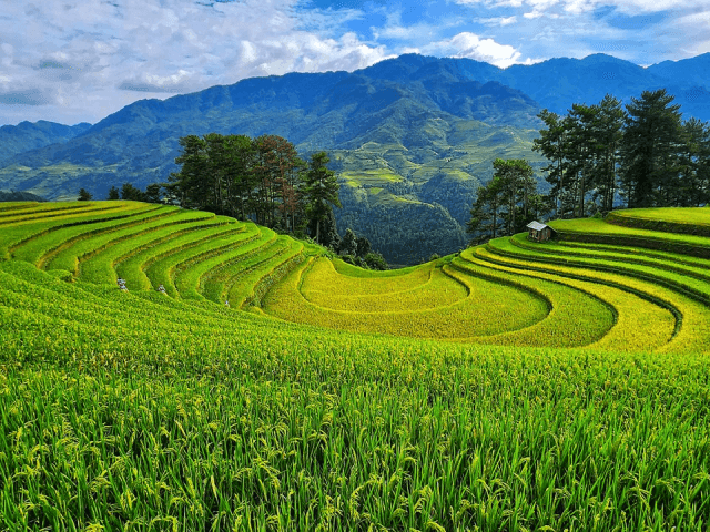 Ảnh bìa của Tour Mù Cang Chải - Tú Lệ - Hồ Thác Bà 3N2Đ