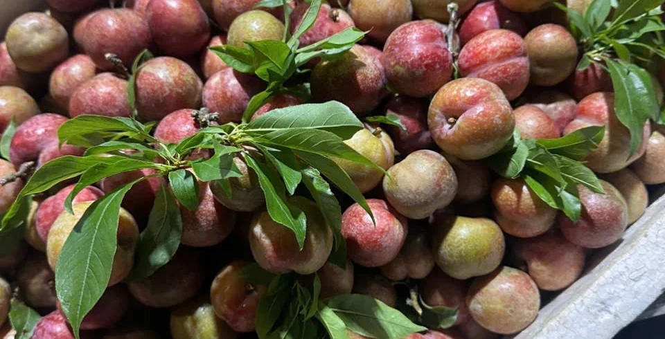 Mua gì làm quà ở chợ Đông Ba? Gợi ý đặc sản Huế ngon – gọn – dễ mang về